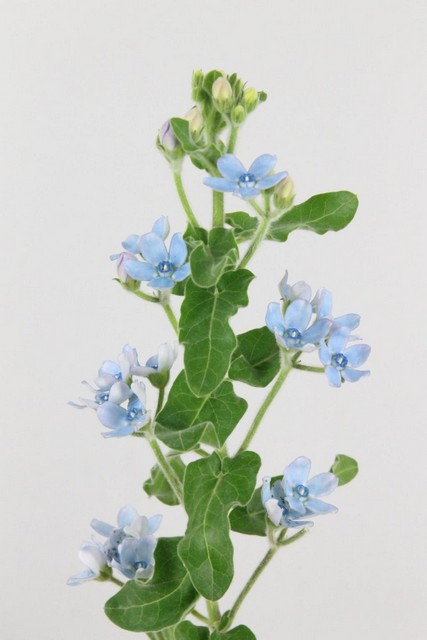 Oxypetalum Tanioka Pure Blue 60cm