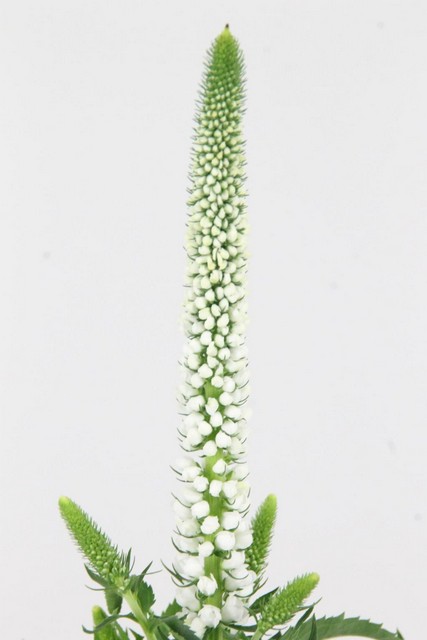 Veronica Smart Luna 60cm