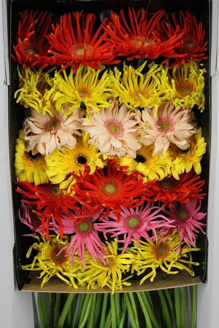 Gerbera Pasta Mixed