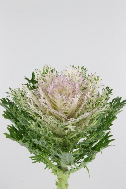 Brassica Crane King 70cm