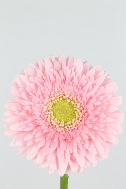 Gerbera Fem