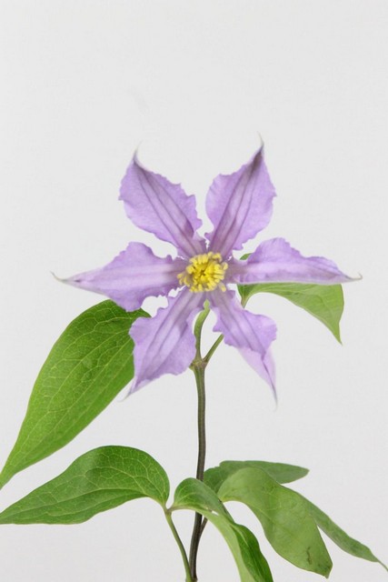 Clematis Amazing London 60cm