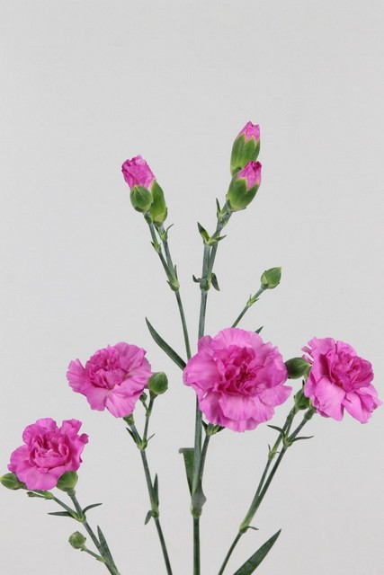 Carnation Spr Malibu 60cm
