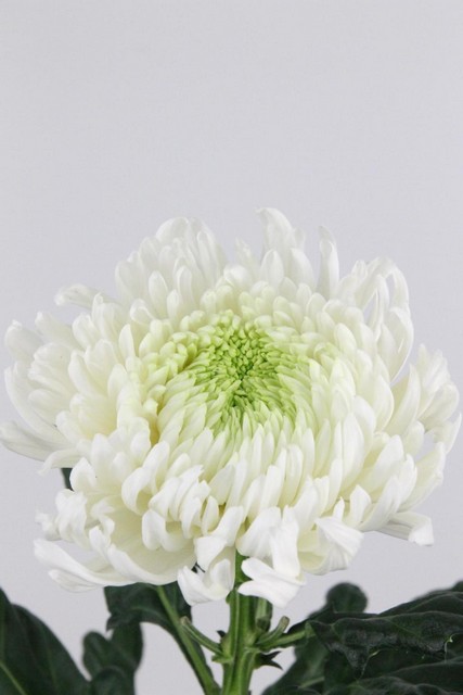 Chrys Bl Magnum 100g 70cm