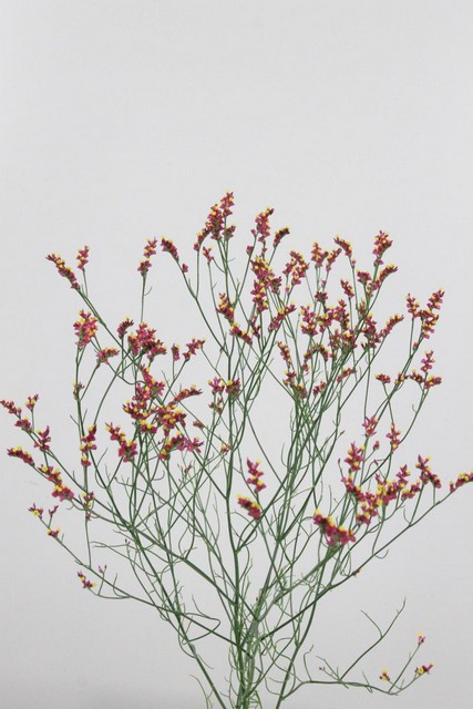 Limonium Scarlet Diamond 70cm