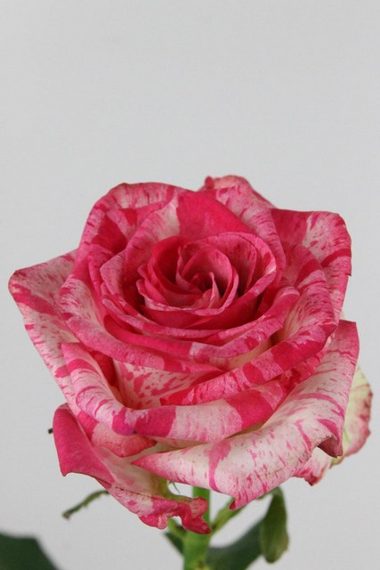 Rose Bg Barracuda 60cm X10
