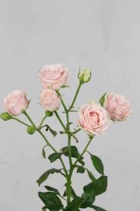 Rose Spr Sweet 4 Tune 60cm X10