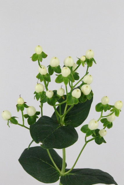 Hypericum Coco Uno 60cm X10