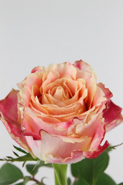 Rose Bg Chapeau 60cm X10
