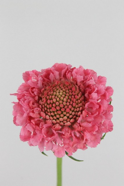 Scabiosa Atro Candy Scoop 60cm