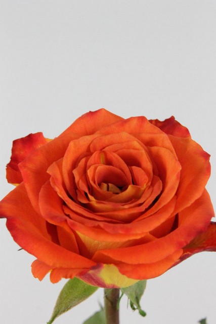 Rose Ec Silantoi 60cm