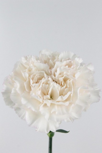 Carnation St Moon Golem 70cm