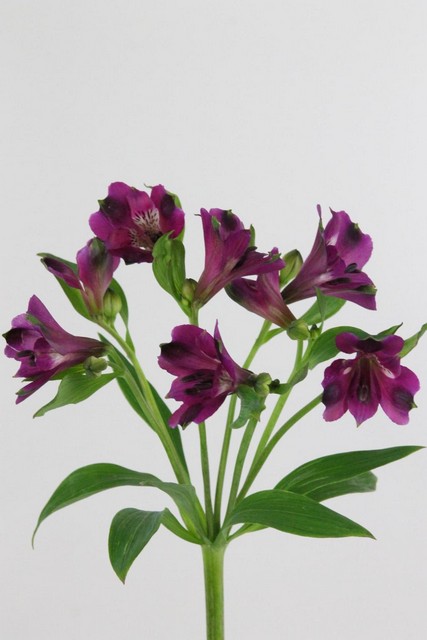 Alstroemeria Carline 75cm