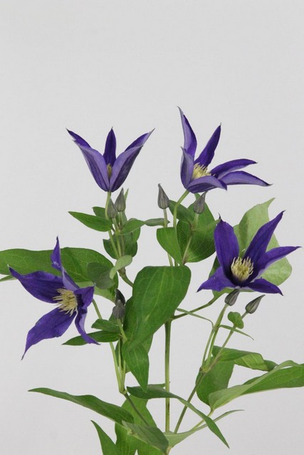 Clematis Amazing Oslo 60cm
