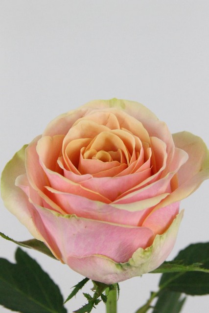Rose Bg Dividend 60cm X10
