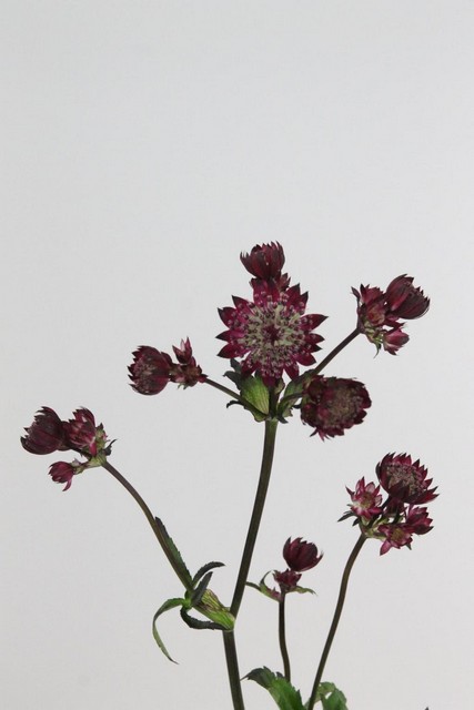 Astrantia Star Of Love 50cm
