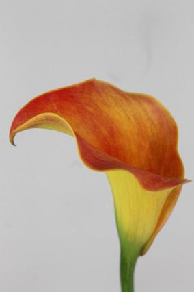 Calla Sunset Passion 70cm
