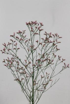 Limonium Anouchka Diamond 70cm