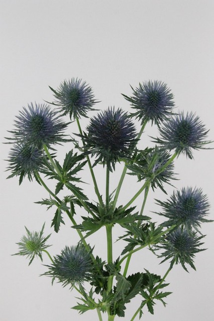 Eryngium Magnetar 70cm