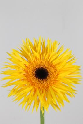 Gerbera Spider Stardust