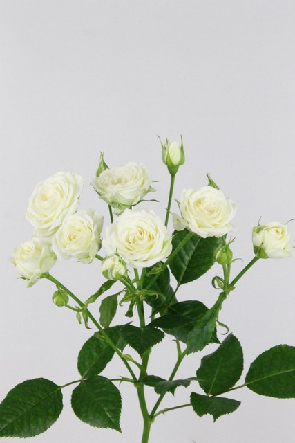 Rose Spr Josephine 60cm X10