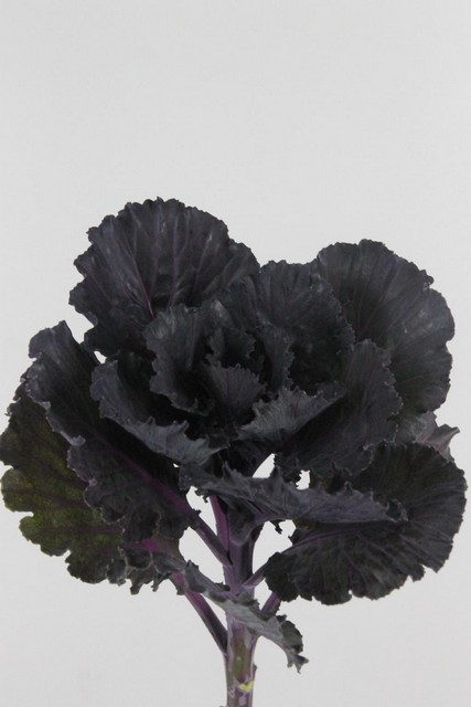 Brassica Black Leaf 70cm