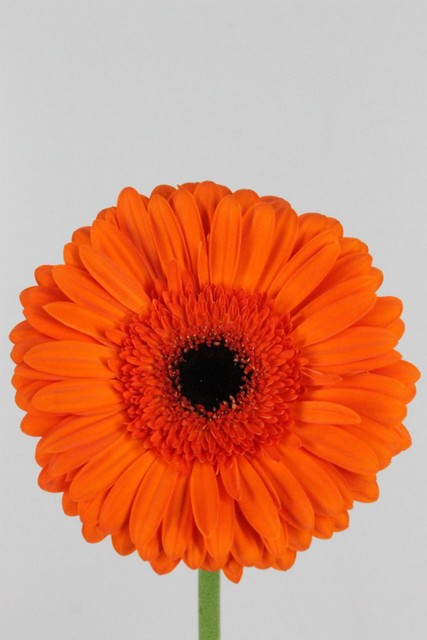 Gerbera Capella