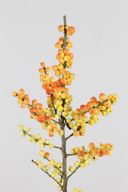 Ilex Ilexia Victoria 60cm