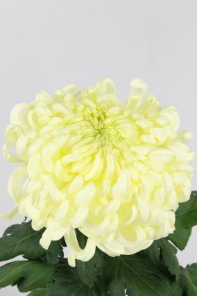 Chrys Bl Vienna White