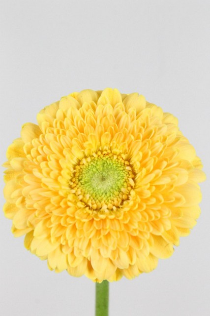Germini Pomponi Peachy