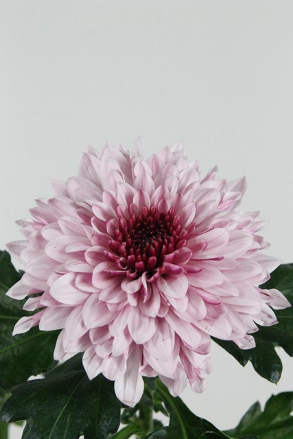 Chrys Bl Pip Pretty 80g