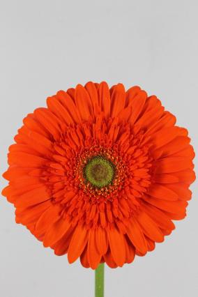 Gerbera Atlanta