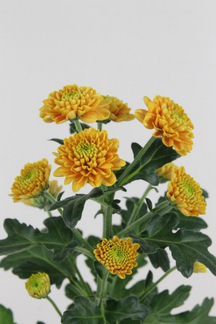 Chrys Sant Ellison Orange 1000g 55cm