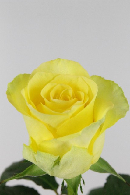 Rose Bg Minion 60cm X10