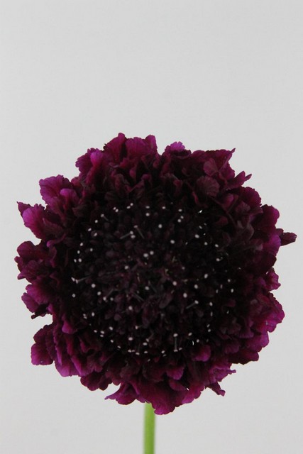 Scabiosa Atro Red Velvet Scoop 60cm
