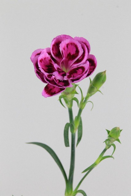 Carnation Eolo Tropic Butterfly 60cm