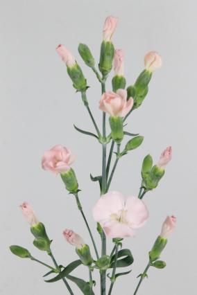 Carnation Spr Solomio Cas 60cm