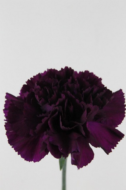Carnation St Moontea 70cm Co