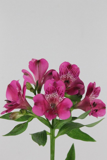 Alstroemeria Casanova Ex