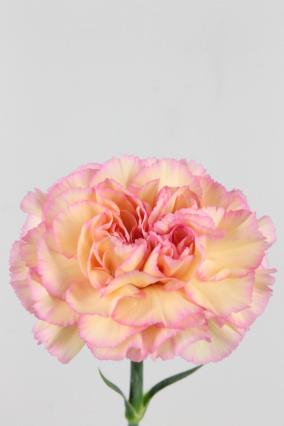 Carnation St Maracuya 70cm