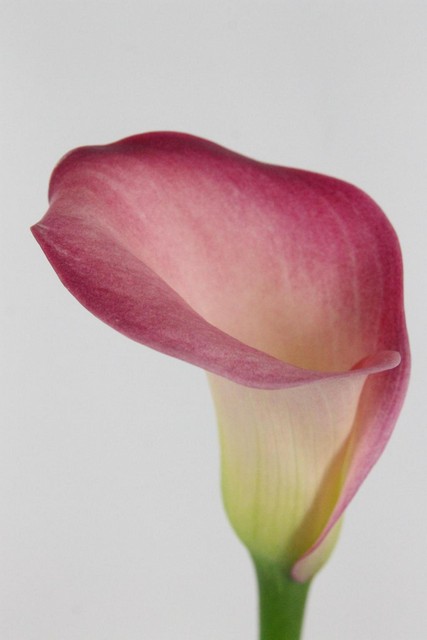Calla Candy Dream 70cm