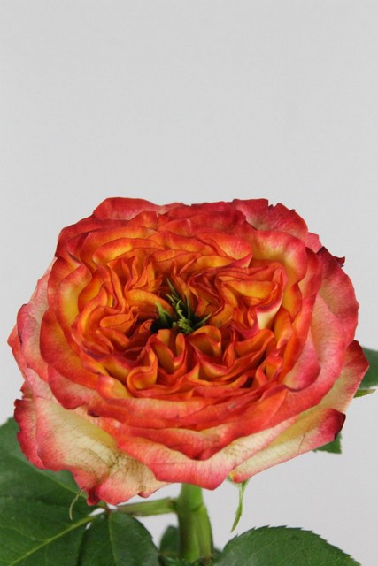 Rose Bg Aruba Summerhouse 60cm X10