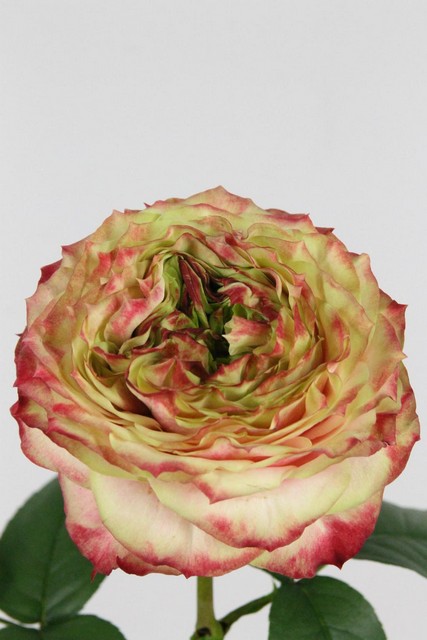 Rose Bg Apple Jack 60cm