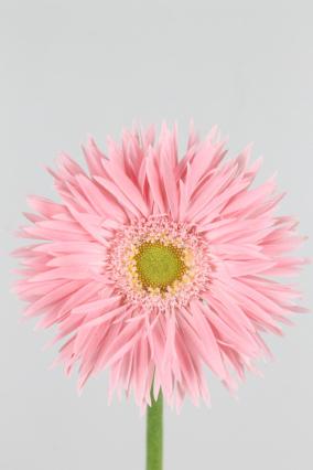 Gerbera Spider Emotion