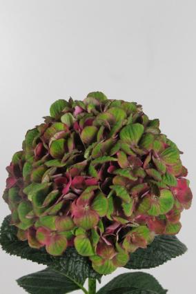 Hydrangea Charlotte Classic 60cm Ø16-19cm