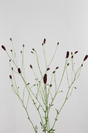 Sanguisorba Scarlet Star 100cm