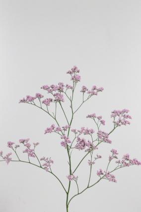 Limonium Safora Oshi Pink 70cm