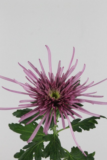 Chrys Bl Uzuri Purple