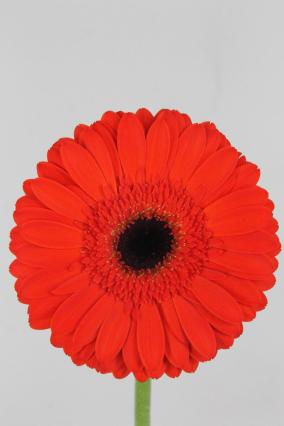 Gerbera Lady Red