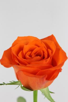 Rose Bg Patz 50cm